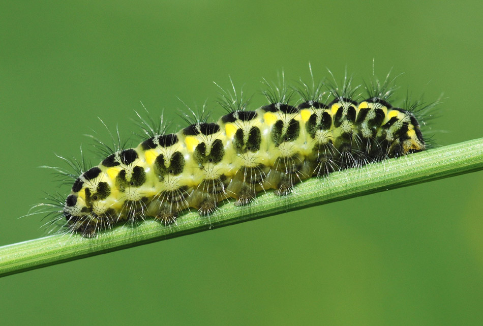 Aiuto det. bruchi : Z. lonicerae - E. chrysorrhoea